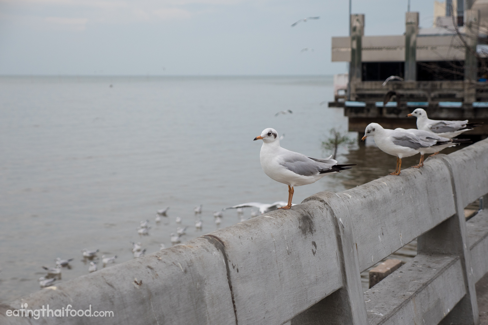 seagulls