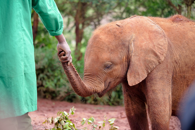 Nairobi travel guide