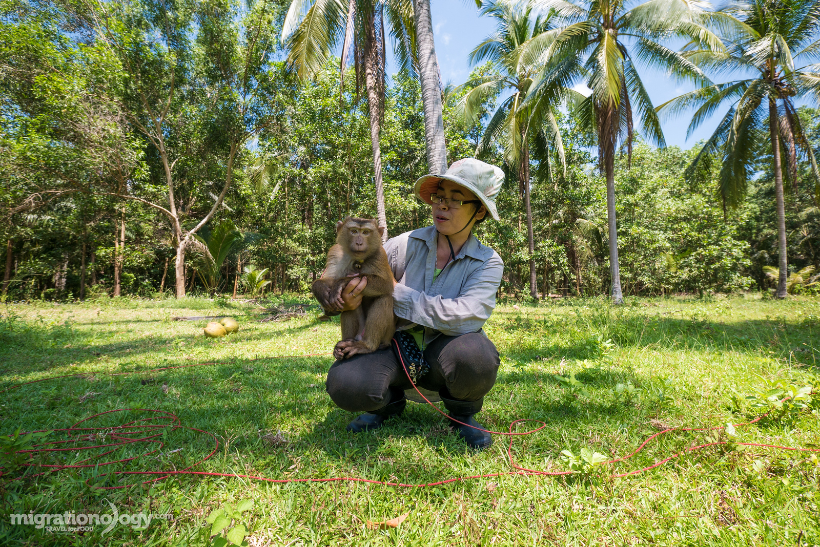 monkeys picking coconuts