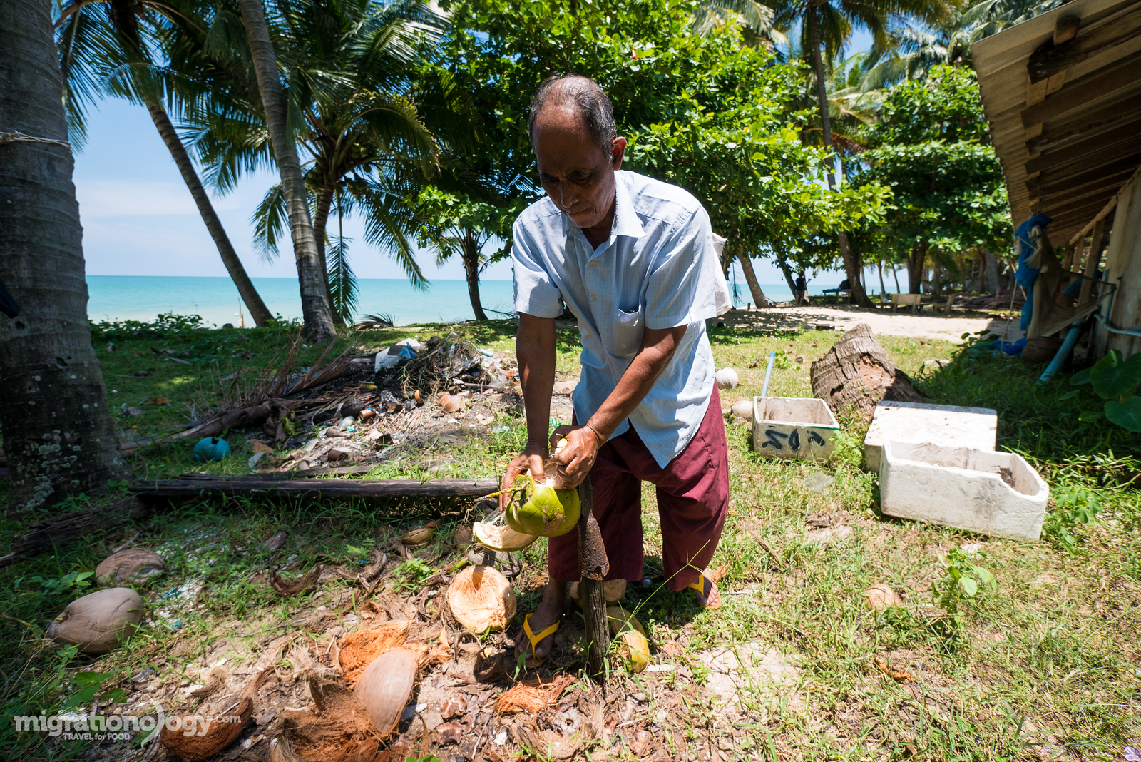 coconut in Thailand