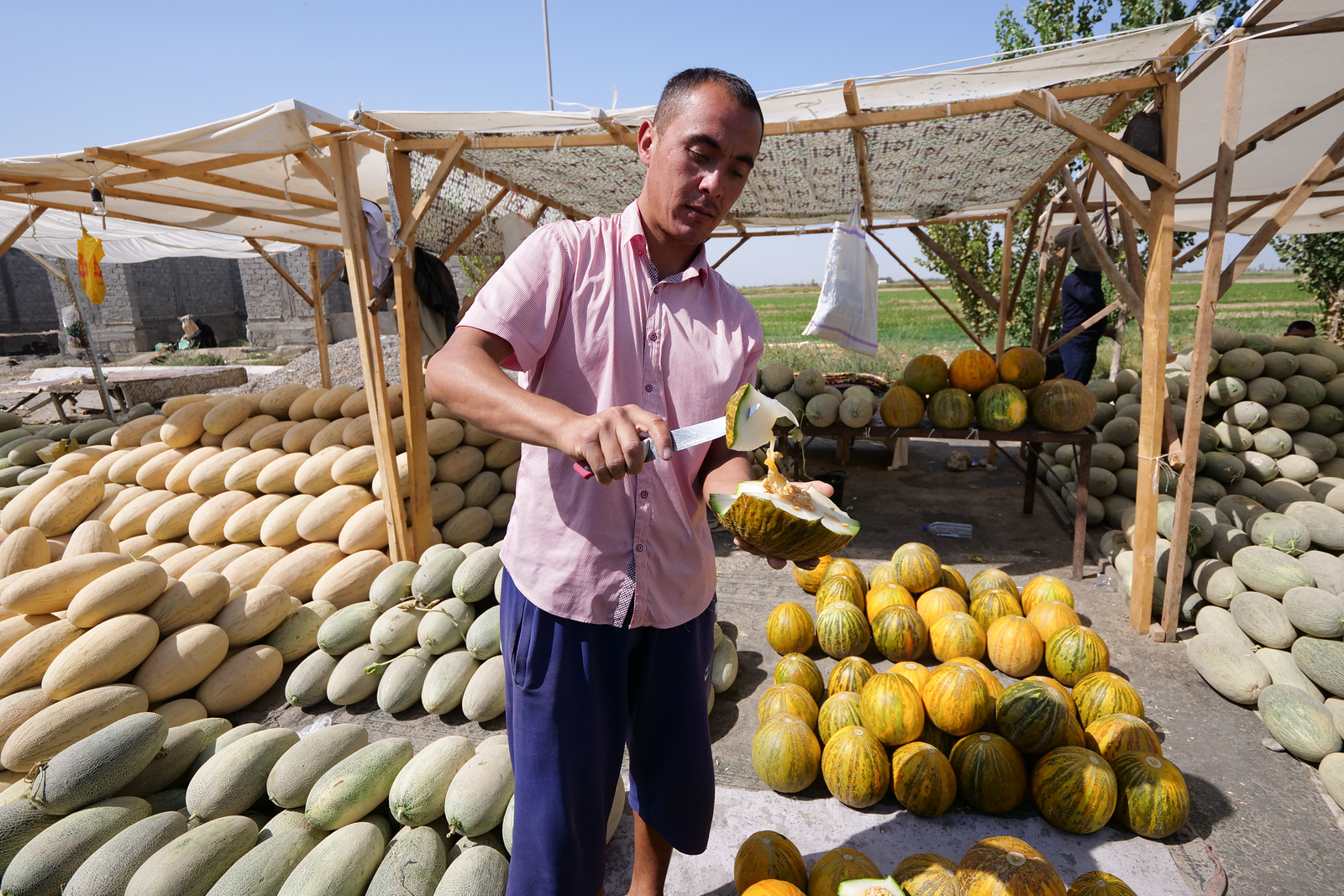 melons in Uzbekistan